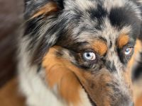 Australien Shepherd Blue Merle