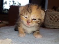 Unsere Glückskatze hat zuckersüsse Kitten, darunter ein Glückskätzchen