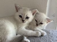 Mila sucht ein neues Zuhause ( 3 Monate alt