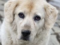 Lara, geb. ca. 05/2014, lebt in GRIECHENLAND, auf einer privaten Pflegestelle