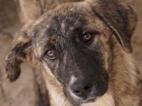 Talula, geb. ca. 12/2023, lebt in GRIECHENLAND, im städt. Tierheim Serres