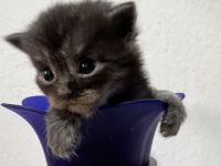 Maine coon mix BKH Baby kitten