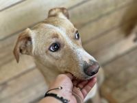 Maroon und Balou lieb und verspielt