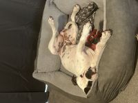 Boxer / American Bulldogge , luciano sucht ein neues Zuhause