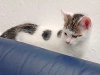 Zwei kleine Kätzchen