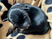 Welpenalarm bei den E`Ka-yana`s