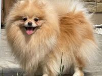 Pomeranische Spitzwelpen