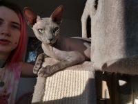 Don Sphynx Deckkater