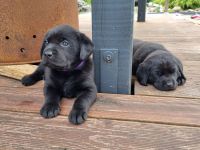 Labrador Retriever Welpen  Hündin