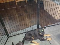 Border labrador Mädchen