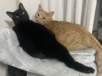 Zwei Katze in liebevolle Hände abzugeben