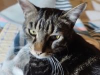 Valntis, geb. ca. 05/2021, lebt in GRIECHENLAND, auf einer privaten Pflegestelle