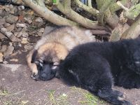 Schäferhund Welpen, Langstockhaar