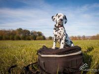 Fabulous Spots Dalmatiner