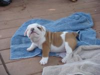 Englische Bulldogge Welpen