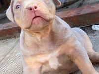 American Bully lilac tri color weibchen