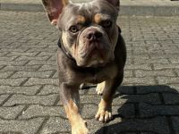 Französische Bulldogge Deckrüde Isabella Cherry Tan mit Stammbaum