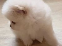 Exclusive Zwergspitz Weibchen+Rüde /Internationale Star-blutline!