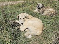 Junghund Fred sucht ein Zuhause. Adopt don´t shop