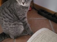 Britisch Kurzhaar Katze mixt