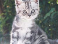 reinrassige Britisch Kurzhaar, BKH Kitten vom Kragener Eck