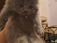 Birma- Perser Kätzcher