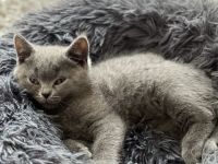 BKH Kitten Reinrassig