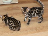Bengal Kitten
