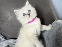 Reinrassige Neva-Masquarade-Kitten/Sibirische Waldkatze