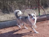 Die freundliche Isis sucht ihre Familie!