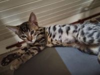 Bengal Kater