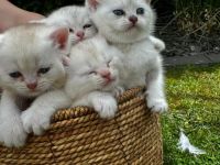 Sehr Süße Katzenbabys BKH