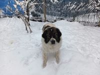 Hilda, die Große sucht ein Zuhause