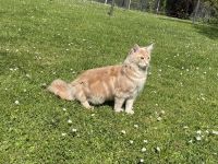 Hübscher Deckkater Simba wartet sehnsüchtig auf eine Katzendame, der er seine Gunst erweisen kann!