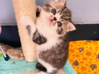 Exotic Shorthair Kitten (männlich): Fibie sucht eine neue Familie - mit Stammbaum