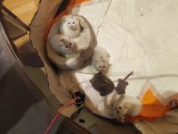 Vier britisch Kurzhaar Kitten ab Mitte Juni, 12 Wochen