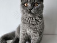 BkH Schöne Junge!!!