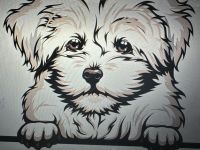 Bolonka Zwetna Babys suchen ihre Familie