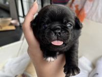 Wunderschöne Retromopswelpen