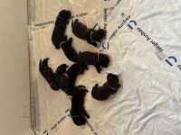 Reinrassige Labradorwelpen