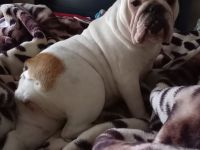 Suchen dringend neues zuhause für englische Bulldoggen dame