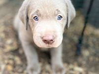 Labrador Welpen Silber und Blond