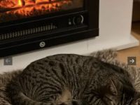 Hauskatze Nala sucht neues Zuhause😻