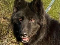 Aurela, geb. ca. 09/2018, lebt auf einer Pflegestelle in 31547 Rehburg-Loccum