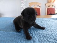 Altdeutsche Mops Welpen, frei atmend, reinrassig, mit Stammbaum, abzugeben