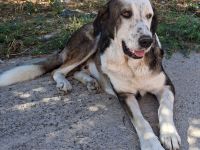 Rüde Markos / derzeit in Griechenland