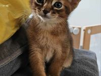 Abessinierkater mit Stammbaum sucht sein Zuhause