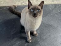 Zwei Katzen suchen ein neues zu Hause