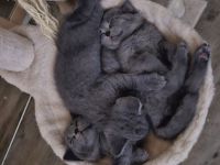 Noch 3 Süße BKH Kitten