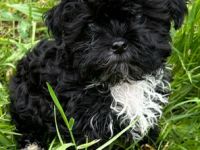 süßer, kleiner Bolonka Rüde mit Papiere